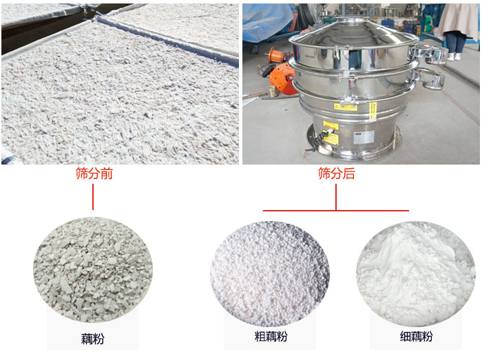 蓮藕淀粉曬干，采用304不銹鋼材質(zhì)藕粉振動篩篩分后前后對比效果圖展示。