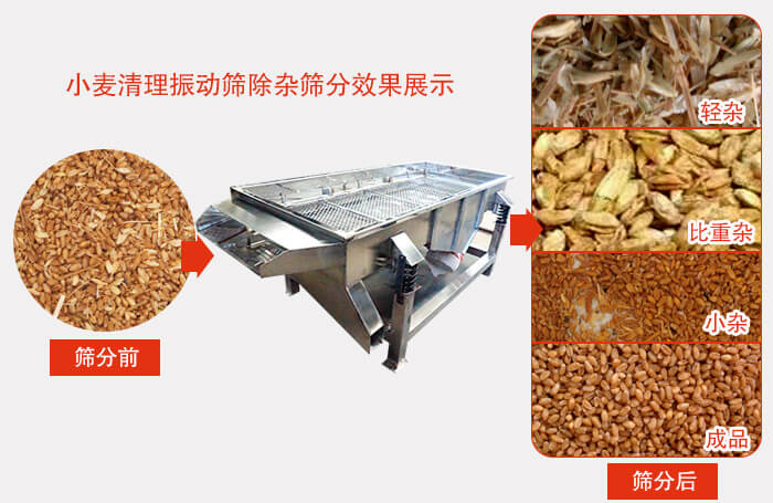 小麥清理振動篩小麥篩分效果展示圖可同時篩分出輕雜，比重雜，小雜，成品等四個等級。